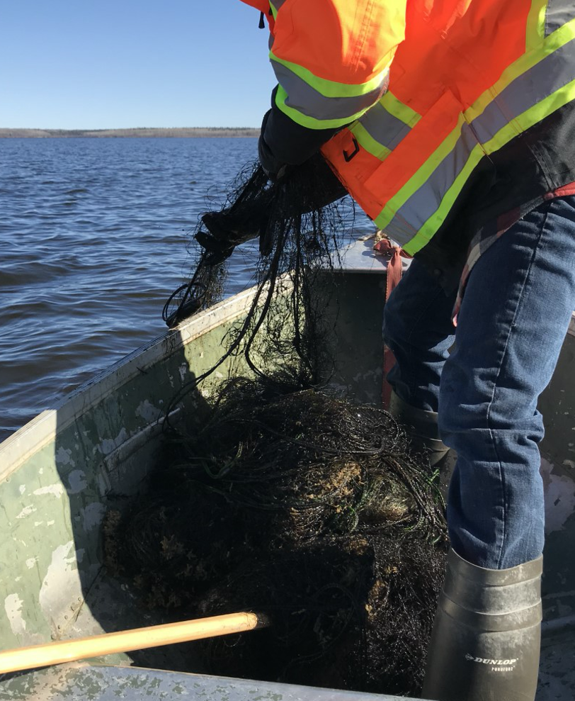 Youth pulls abandoned gill net from Utikumasis Lake during lake sweep