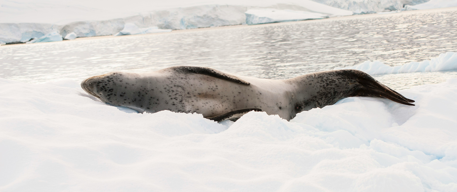 Leopard Seal