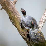 Painted turtles