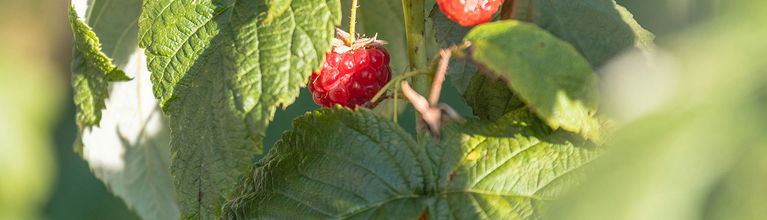 Raspberries